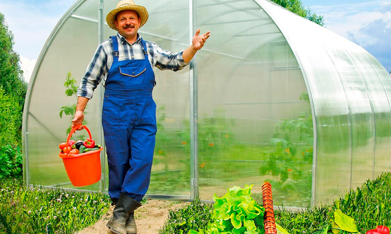 Greenhouse Orange - beoordelingen en aanbevelingen van zomerbewoners